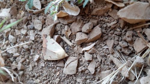 Réf. 263 348 : Ophiusa tirhaca